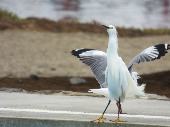 Oiseaux du bord de mer du Pacifique