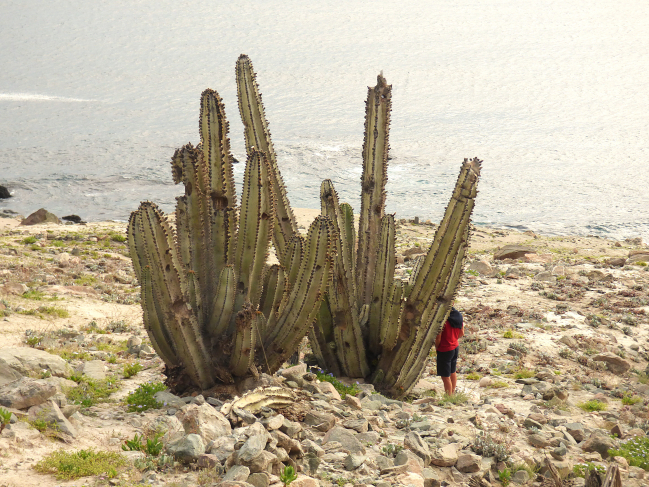 Cactus de jolie taille aux bords du pacifique