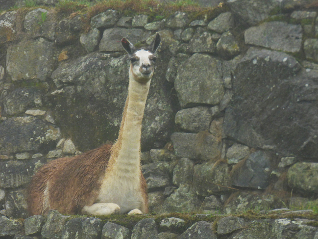 Lama au Machu Picchu