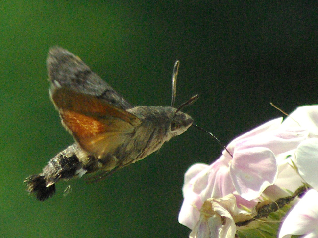 Papillon pompeur