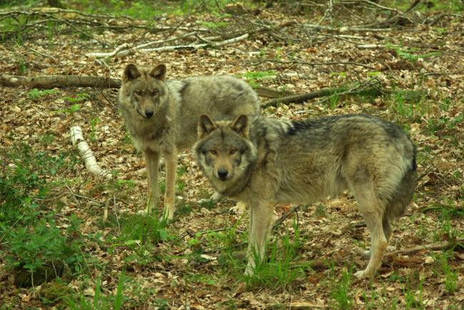 duo de loups