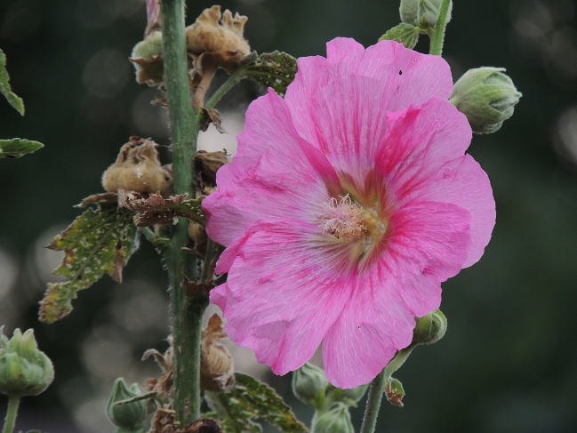 Rose trémières