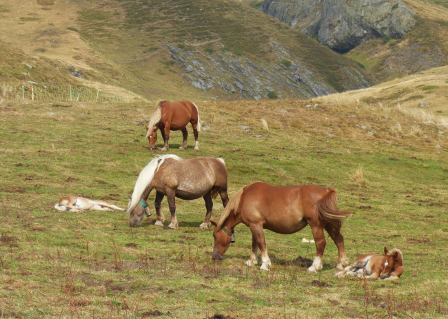 Un groupe de Pottok