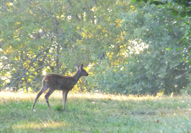 Jeune chevreuil dans les Pyrénées