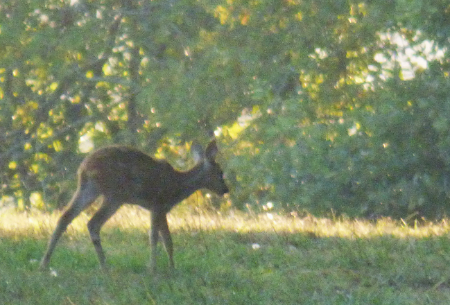 jeune chevreuil dans les Pyrénées