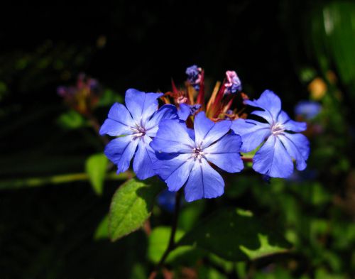 Cerato / plumbago / la fleur de l'intuition