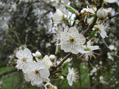 Cherry plum / prunier myrobolan / la fleur du calme intérieur
