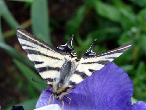 papillon sur iris