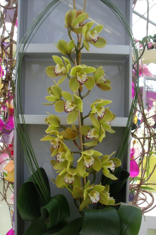 Keukenhof 2012 : des orchidées partout !!!