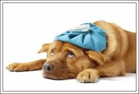 chien malade.jpg