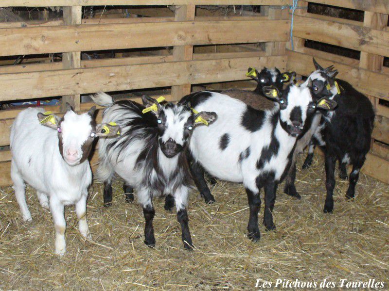 Chèvres toys d'Alsace