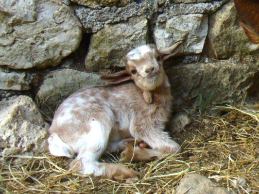 Fuego - chèvres miniatures vendues 2010