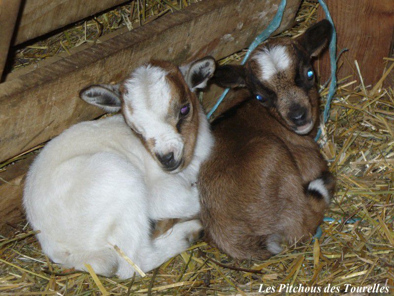 HOUPETTE - HELLINE - filles Cigaline