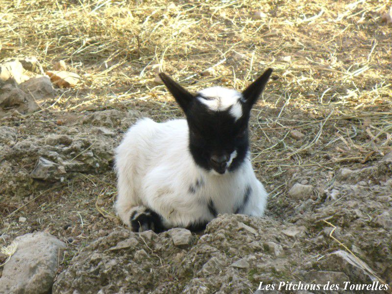 HAPPY - fille Frimousse