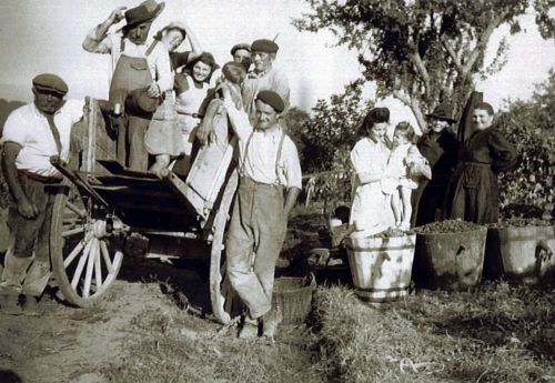 Vendanges aux vignots 1944