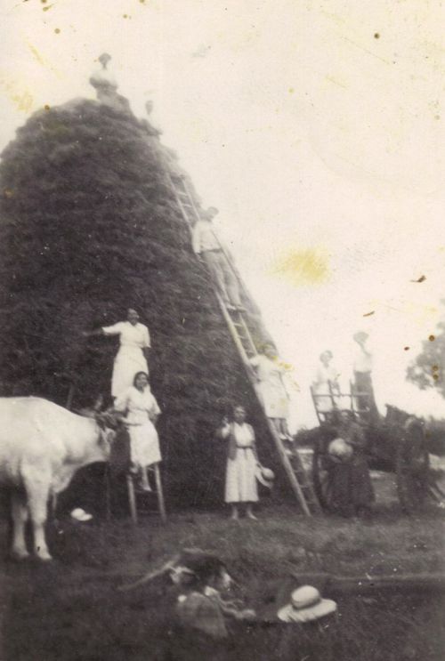 Stockage des gerbes en pignon (famille Fournier)