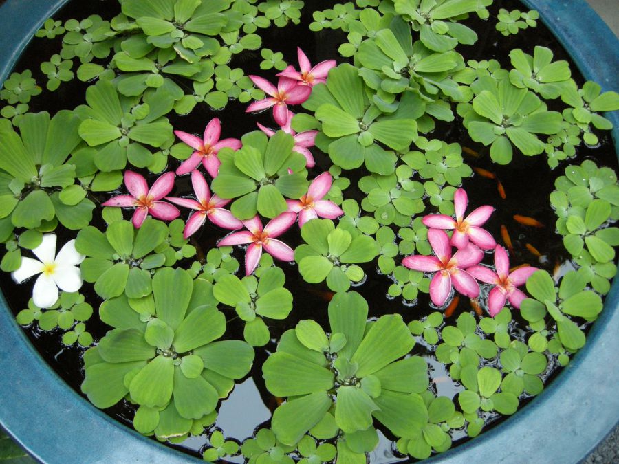 Plante d'eau (Thailande)