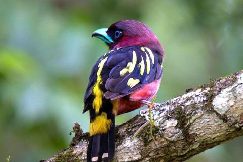 thailand-animals-birds-exotic-upscaled-2796462-480x320.jpg