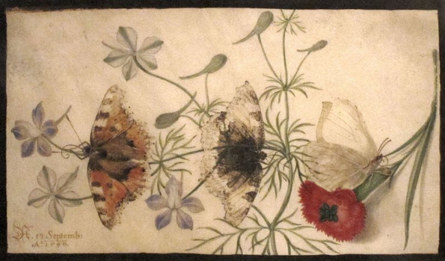 Studies_of_Flowers_and_Butterflies_watercolor_painting_on_parchment_by_Joris_Hoefnagel_Flanders_1590_HAA.JPG