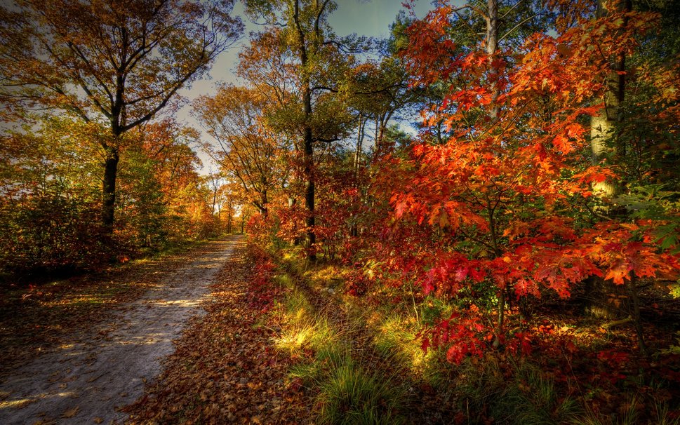 113481__nature-landscape-sky-autumn-road-forest-trees_p.jpg