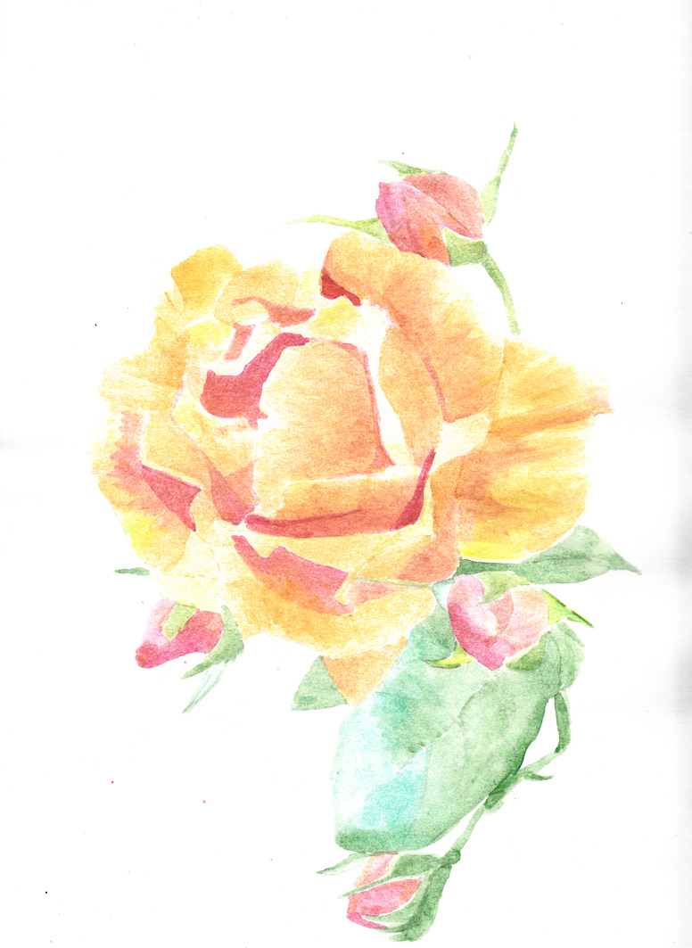 Rose jaune aqua.jpg
