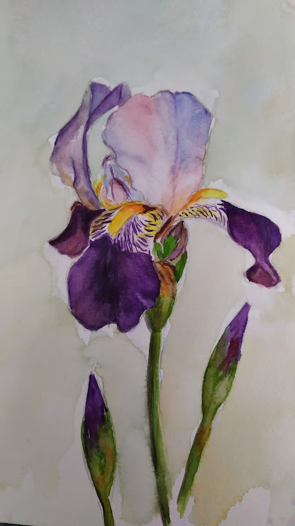 chouchounette iris