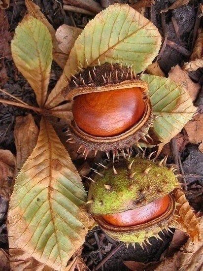MARRONS