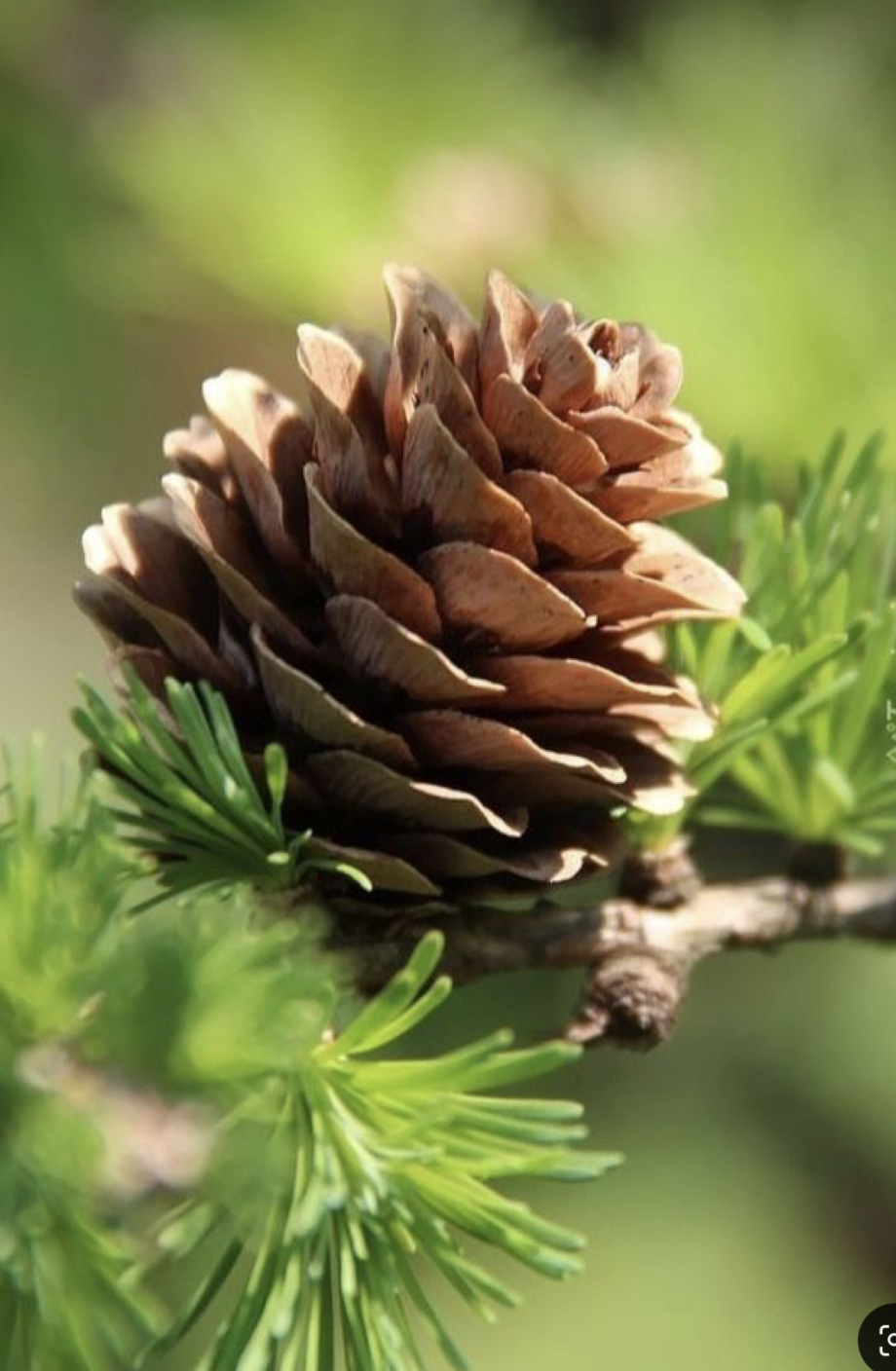 POMME PIN