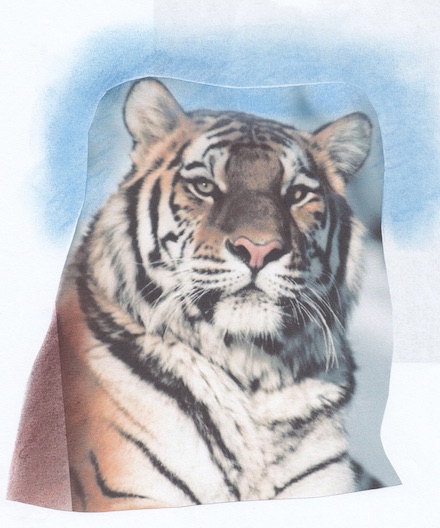 portrait tigre fini