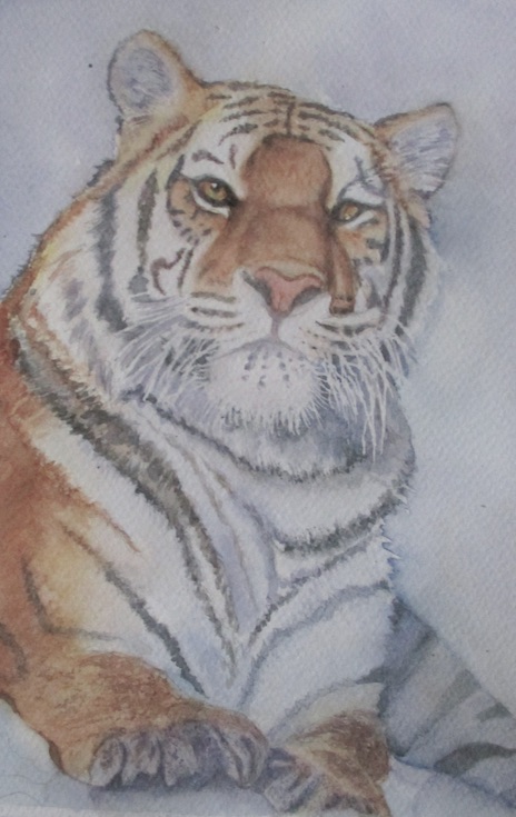 tigre thi