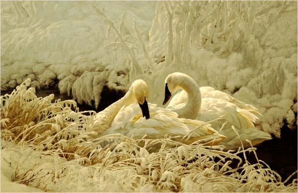 winter-swans-greg-beecham