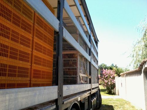 livraison avec un 26 tonnes, plus de 4000 poules!!!