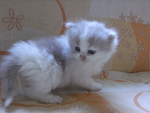 6 female lilac and white arlequin 5 weeks.jpg