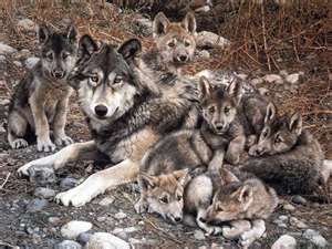 Famille de loups
