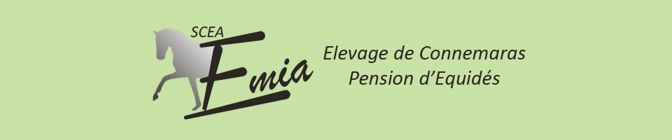 SCEA EMIA: elevage de poneys connemara et pension d'équidés