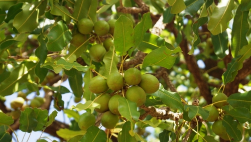 27062014-Fruit Karite sur son arbre (15).JPG