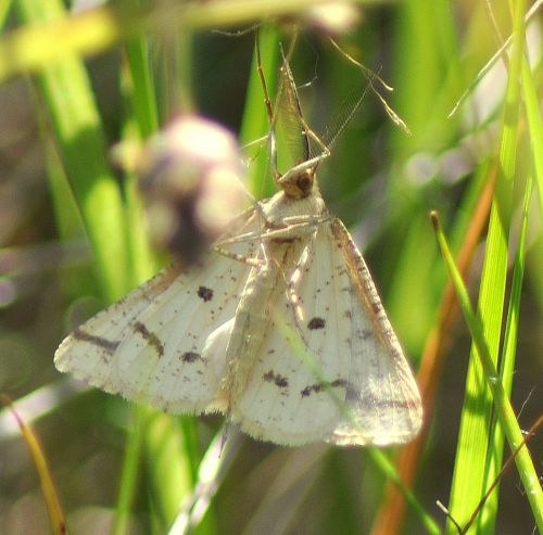 Aspitates ochrearia (Aspilate ochracée)