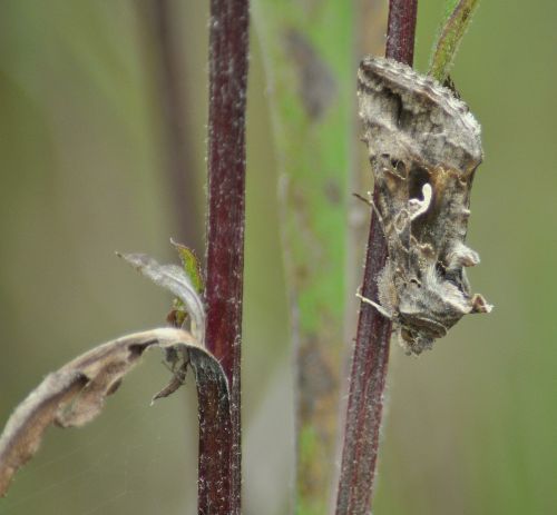 Autographa gamma (Lambda, Plusie gamma, Gamma)