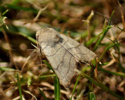 Charanyca trigrammica (noctuelle trilignée, évidente )