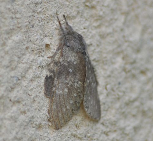 Stauropus fagi ( Staurope du hêtre, Écureuil)