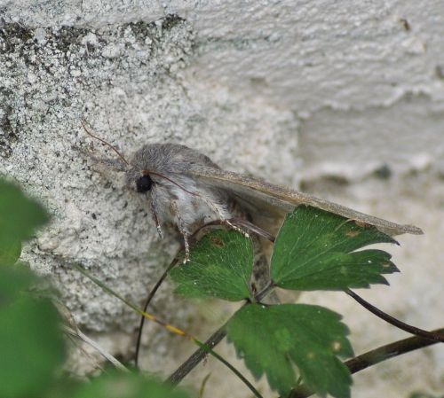 Stauropus fagi ( Staurope du hêtre, Écureuil)