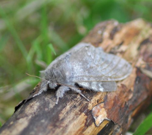 Stauropus fagi ( Staurope du hêtre, Écureuil)