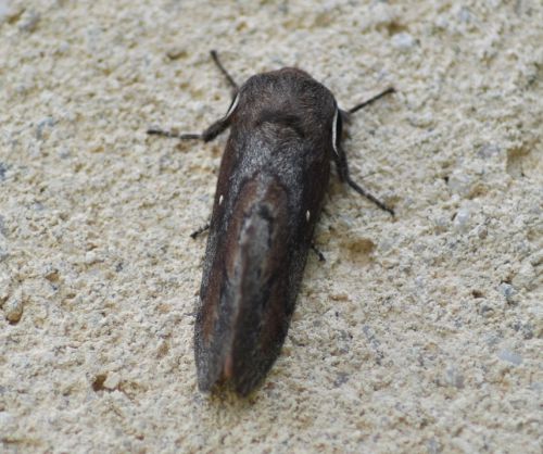 Dendrolimus pini ( Bombyx du pin, Feuille morte du pin)