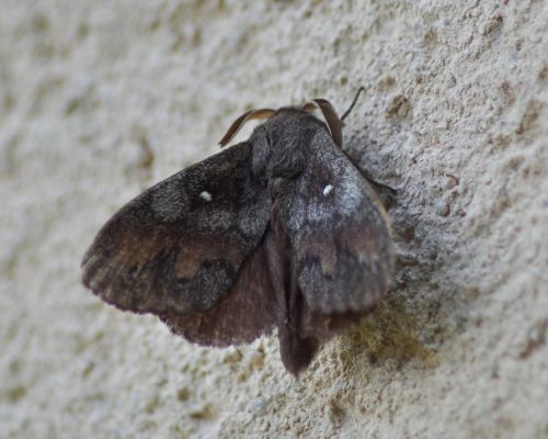 Dendrolimus pini ( Bombyx du pin, Feuille morte du pin)