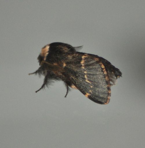 Poecilocampa populi (Bombyx du peuplier)