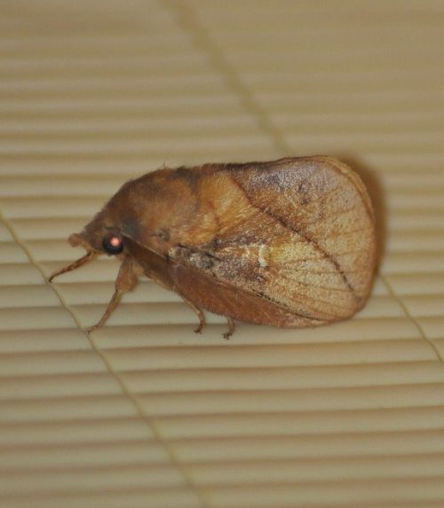 Euthrix potatoria ( la buveuse )