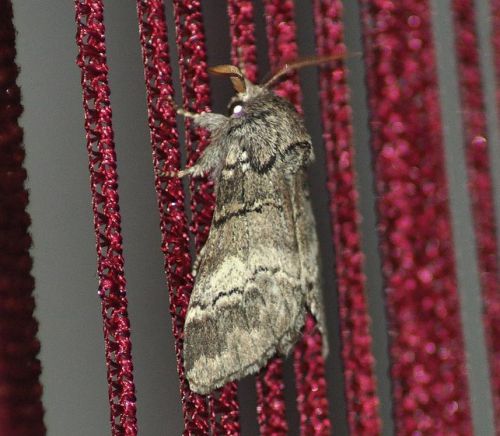 Drymonia querna (Demi-lune blanche, Bombyx druide)