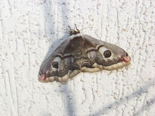 Saturnia pavonia ( Petit paon de nuit)