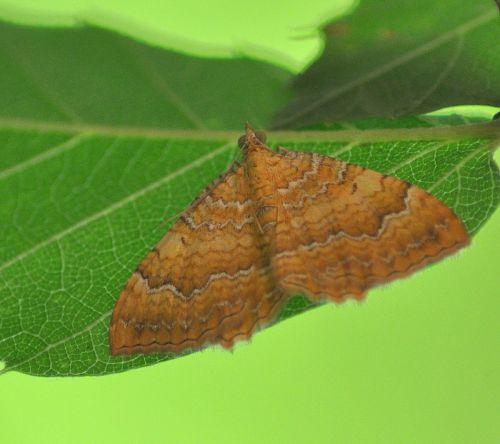 Camptogramma bilineata (Brocatelle d’or, Brocatelle dorée)