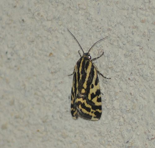 Emmelia trabealis (Arlequinette jaune, noctuelle sulfurée)